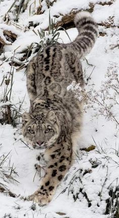 a snow leopard is walking through the snow