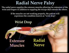 the arm and wrist muscles are labeled in this diagram