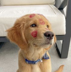 a dog with his face painted red and sitting in front of a white chair, looking up at the camera