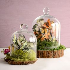 two glass cloches with butterflies on them