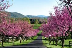 the road is lined with blooming trees in front of a large house and mountains