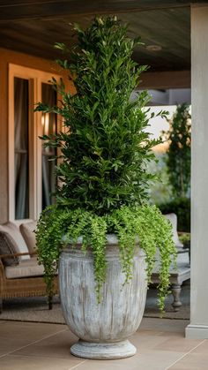 a large potted plant sitting on top of a patio