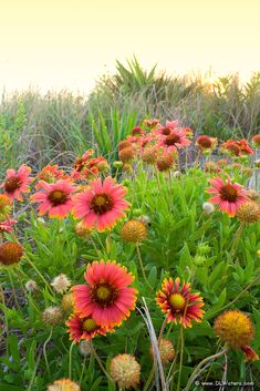 the flowers are blooming very nicely in the garden