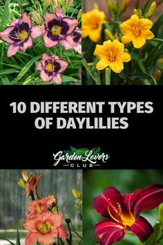 different types of flowers with the title 10 different types of daylilies