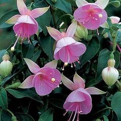 pink flowers blooming on the side of a green plant with lots of leaves and buds