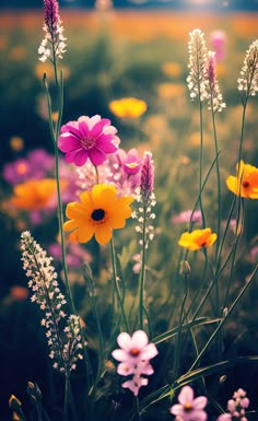 the flowers are blooming in the field with grass and wildflowers behind them