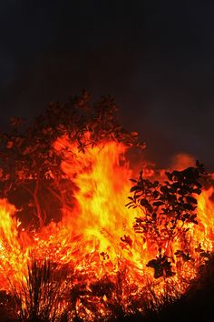 the fire is blazing and it looks like it has been consumed by wild animals or birds