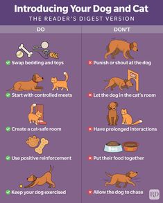 an info poster showing how to teach your dog and cat