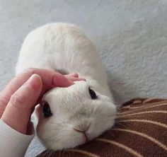 a person petting a white rabbit on top of a brown and white pillow with their hand