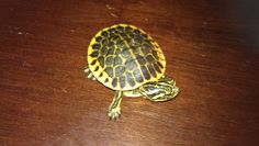 a small turtle sitting on top of a wooden table