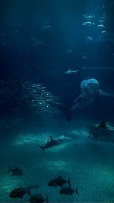 an aquarium filled with lots of different types of fish and sharks in the water at night