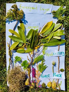 a plant life cycle on a piece of paper