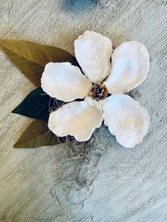 two white flowers with green leaves on the ground