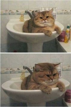 two pictures of a cat sitting in a sink with caption that reads, p - plates what have i become?