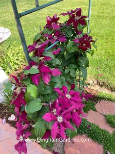 purple flowers blooming on the side of a brick walkway