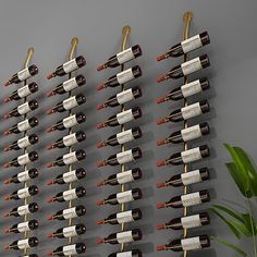 a wall mounted wine rack filled with lots of bottles next to a potted plant