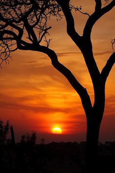 the sun is setting behind a tree with no leaves