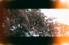 a tree with lots of pink flowers in the foreground and an orange sky in the background