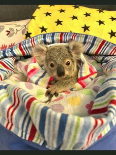 a small koala is sitting in a bed with stars on the covers and blankets