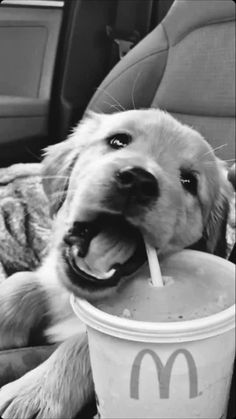 a dog sitting in the back seat of a car drinking out of a cup