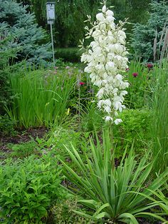 a large white flower is in the middle of some green plants and bushes, with a street sign in the background