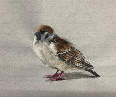 a small bird standing on top of a white ground next to a gray and brown wall