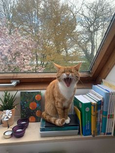 an orange and white cat yawns while sitting on books in front of a window