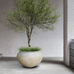 a plant in a large white pot on the ground