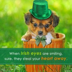 a small dog wearing a green hat and sitting in a basket