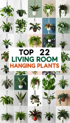 Explore the top 22 hanging plants to refresh your living room with natural beauty. Ideal for any style and space.