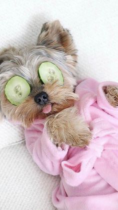 a small dog with cucumbers on it's eyes is wrapped in a pink towel