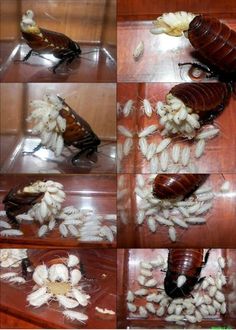 several pictures of bugs and their food on a table