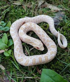 a snake that is laying on the ground