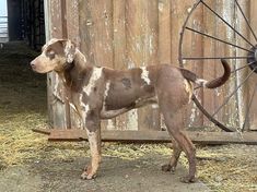 a brown and white dog standing in front of a wooden fence next to a wheel