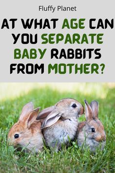 two rabbits in the grass with text that reads, at what age can you separate baby rabbits from mother?