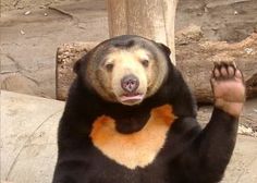 a brown and black bear standing on its hind legs