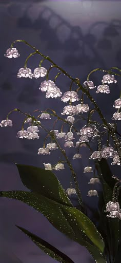 some white flowers are floating in the water