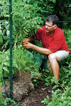 a man kneeling down in the middle of a garden with tomatoes and other vegetables growing