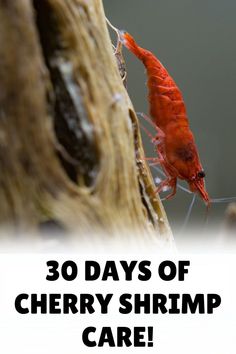 a red shrimp with the words 30 days of cherry shrimp care