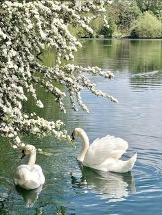 two white swans swimming in the water next to some trees with white flowers on it