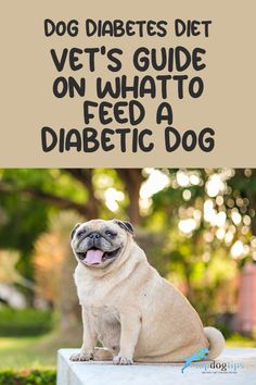 Dog Nutrition Homemade, Food Homemade