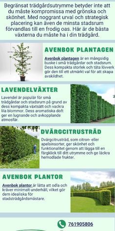 the different types of hedges are shown in this info sheet, with information about them