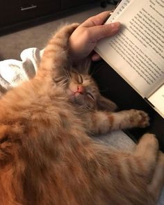 a cat is laying down and reading a book