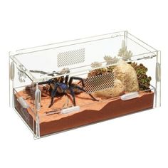 a spider sitting on top of sand in a glass box with rocks and plants inside