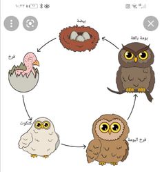 an owl diagram with four different types of owls in the middle and one bird sitting on top