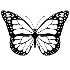 a black and white butterfly with the words click here for full image viewing