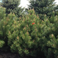 a red bird sitting on top of a green tree next to some tall pine trees