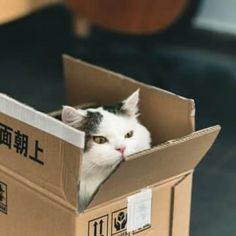 a cat sitting in a cardboard box with its head sticking out from it's opening