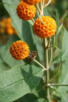 some orange flowers with green leaves in the foreground and an insect on it's back end