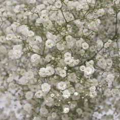 small white flowers with green stems in the middle